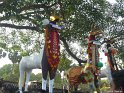 mangad-pooram-2012 (17)